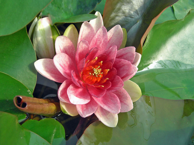 Seerose Mrs. Richmond